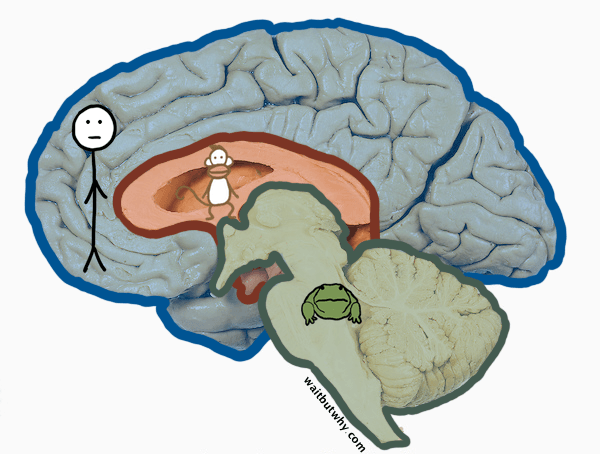 Brain layers